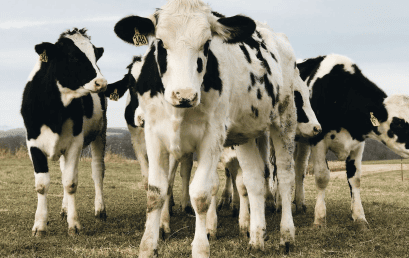 Kloningan Somatic Cell Nuclear Transfer (SCNT): Teknologi di Balik Sapi Unggul Hasil Kloning China